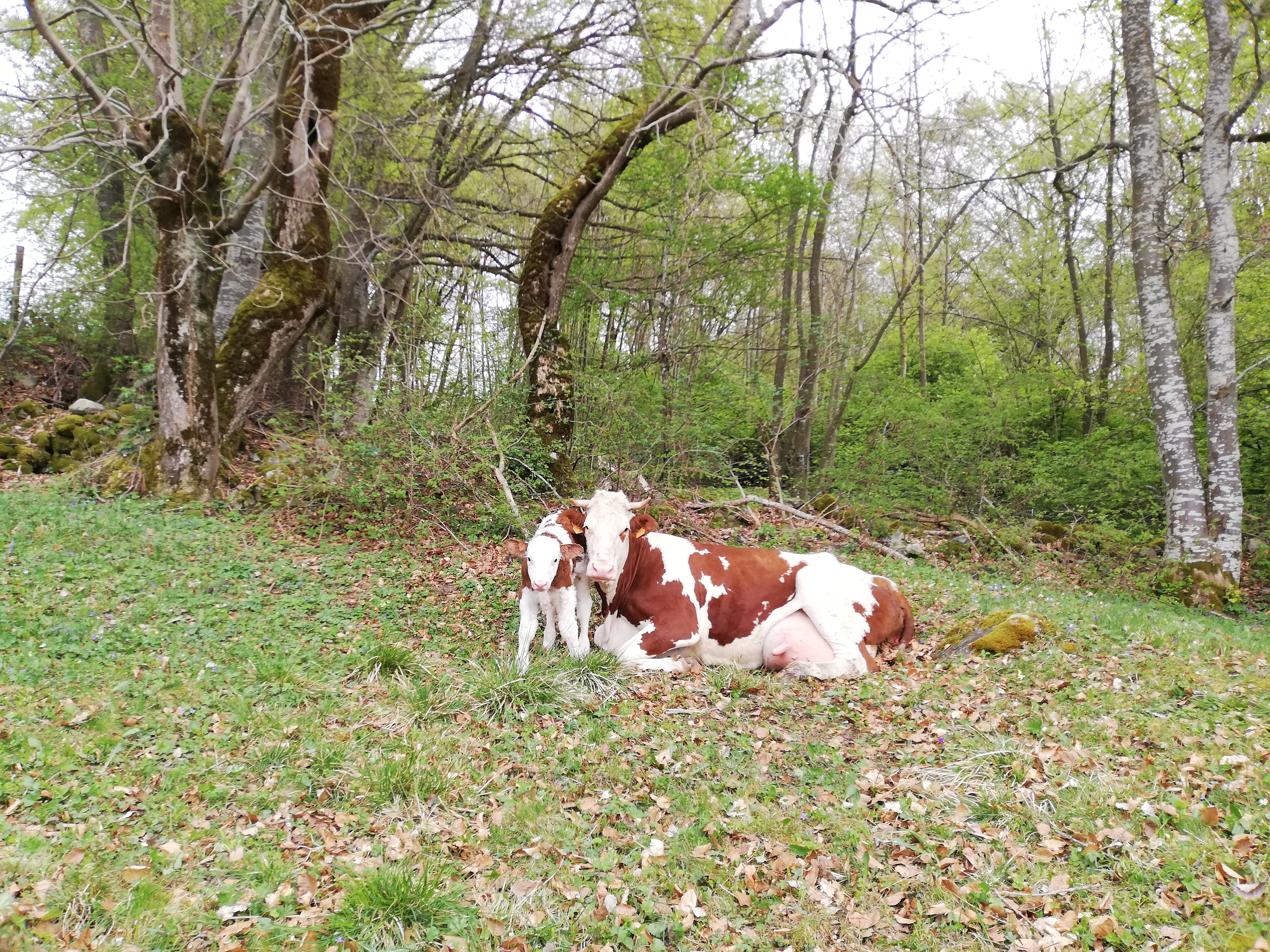 Troupeau GAEC Normand